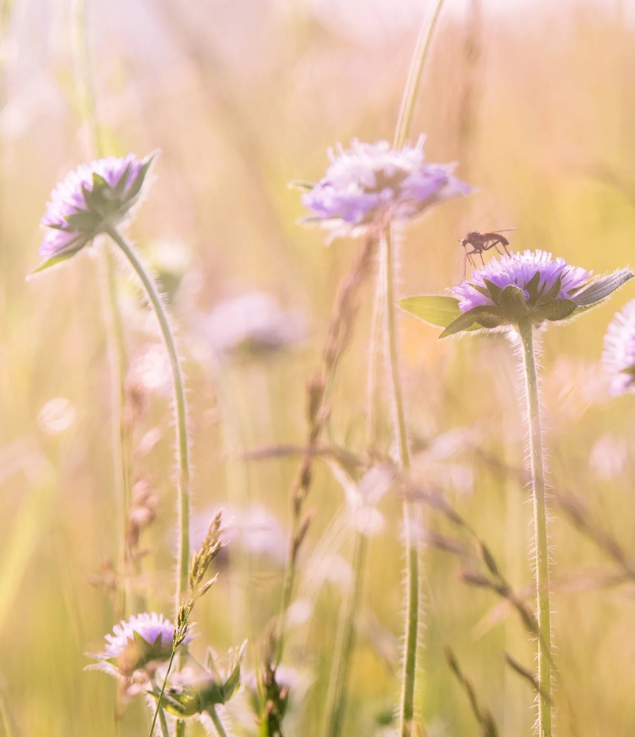 Blüten im warmen Sonnenlicht